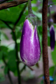 茄子