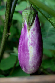 茄子