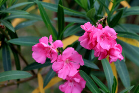 夹竹桃花