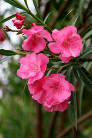 夹竹桃花