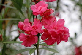 夹竹桃花