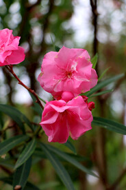 夹竹桃花