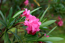 夹竹桃花