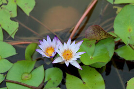 水莲花开