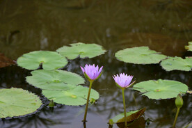 水莲花开