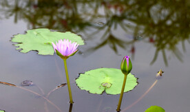 睡莲花开