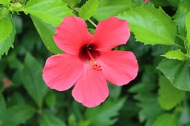 朱槿花