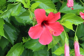 朱槿花
