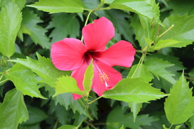 朱槿花