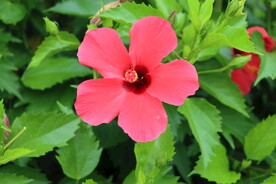 朱槿花