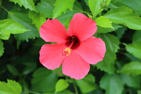朱槿花