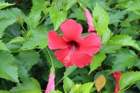 朱槿花