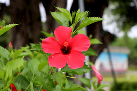 扶桑花