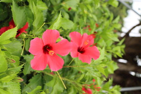 扶桑花