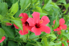 扶桑花