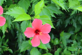 扶桑花