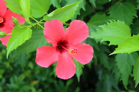 扶桑花