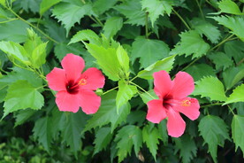 扶桑花