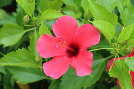 扶桑花