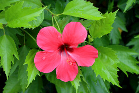 扶桑花