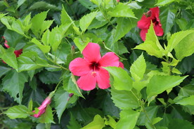 扶桑花