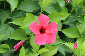 朱槿花