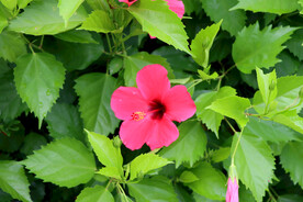 朱槿花