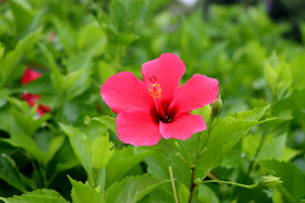扶桑花