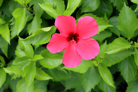 扶桑花