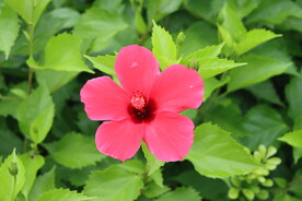 扶桑花