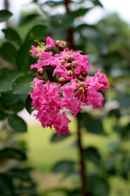 紫薇花