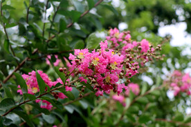 紫薇花