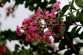 百日红