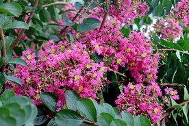 紫薇花