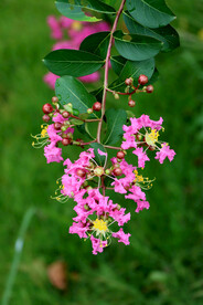 紫薇花