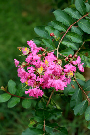 紫薇花