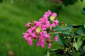 紫薇花