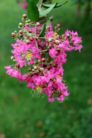 紫薇花