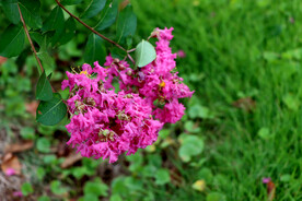 紫薇花