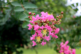 紫薇花