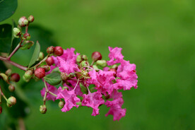 紫薇花