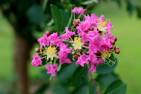 紫薇花