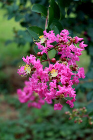 紫薇花