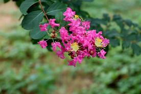 蚊子花