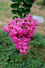 紫薇花
