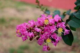 紫薇花