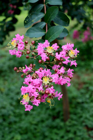 紫薇花