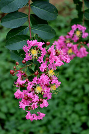 紫兰花