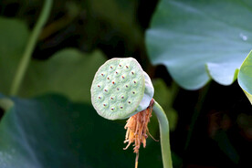 莲蓬莲子