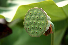莲蓬莲子